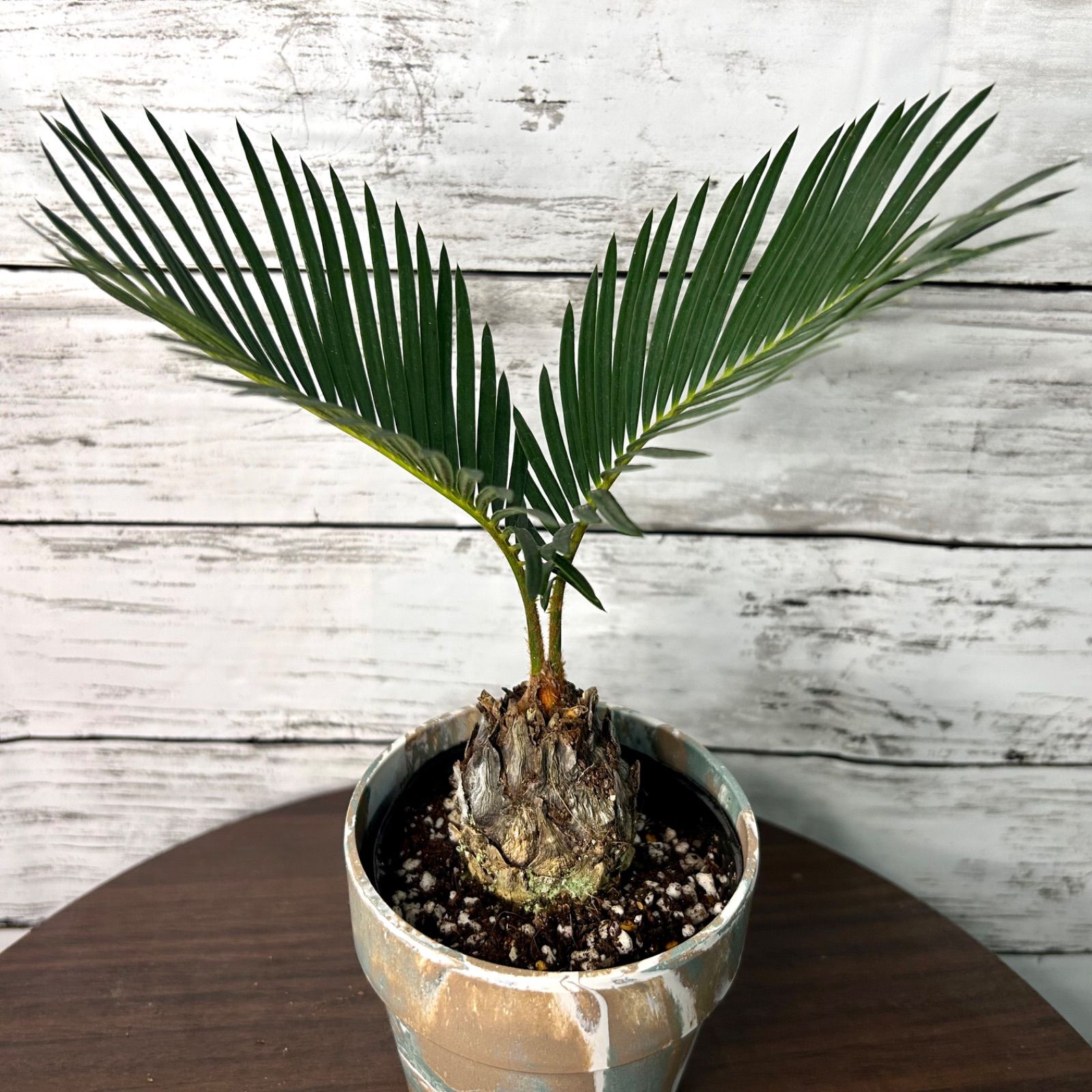 ソテツ　3号ポットつき　14株❗ 楽天市場】ソテツ 3号の通販