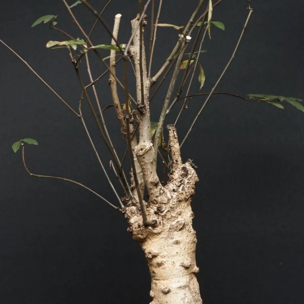 Euphorbia