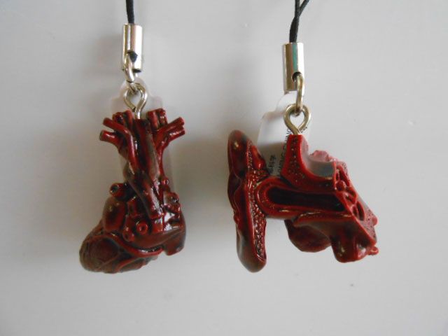 ♯Kui24EMサイエンステクニ 人体模型ストラップ1人気5種