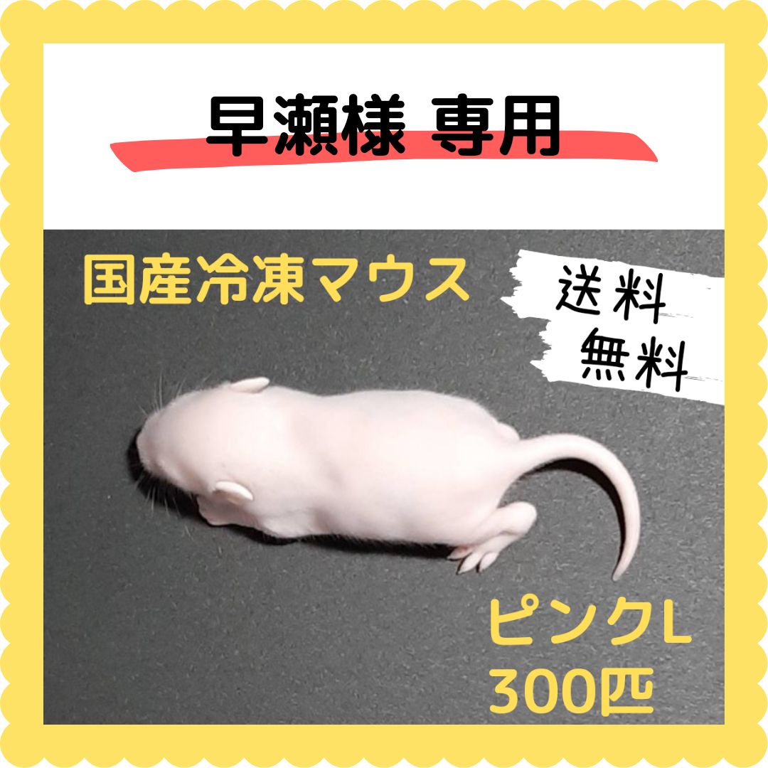 早瀬様専用】国産冷凍マウス ピンクL 300匹 - Hopper - メルカリ