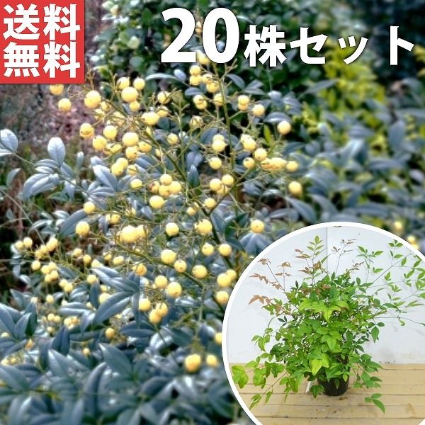 苗|苗木 20本セット シロナンテン 樹高0.2m前後 15cmポット 苗木 苗 植木 庭木 生け垣 kb 20本 20