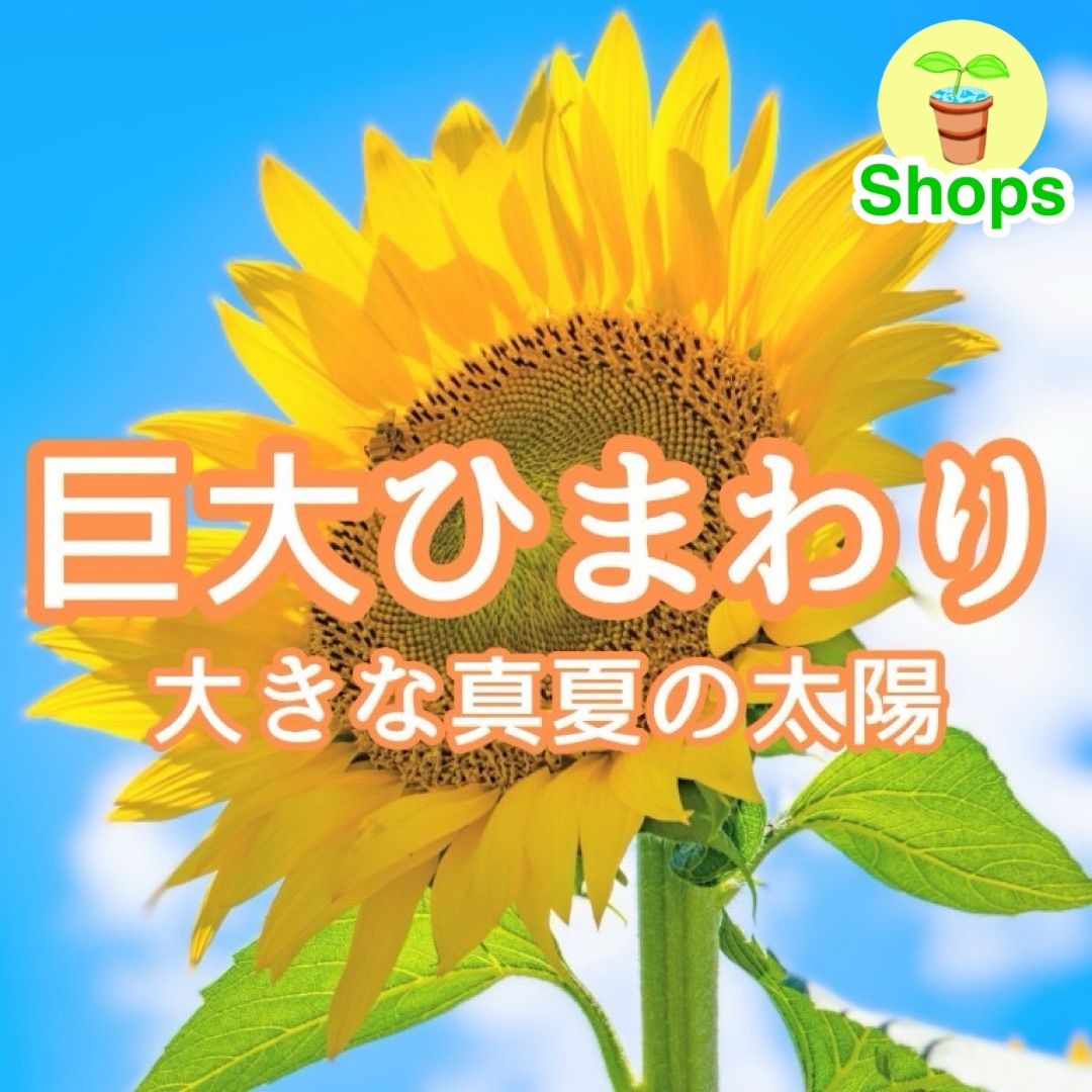 お花の種】巨大ひまわり☆向日葵 種子 10g 約80粒！ - メルカリ