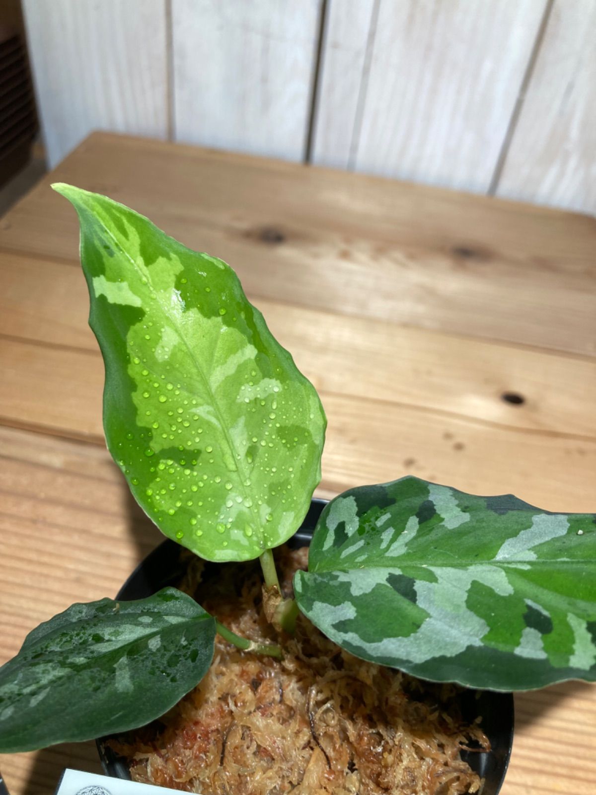 ID便 アグラオネマ ピクタム トリカラー アンダマン ANDAMAN ナチュラ株の増殖 Aglaonema pictum tricolor 