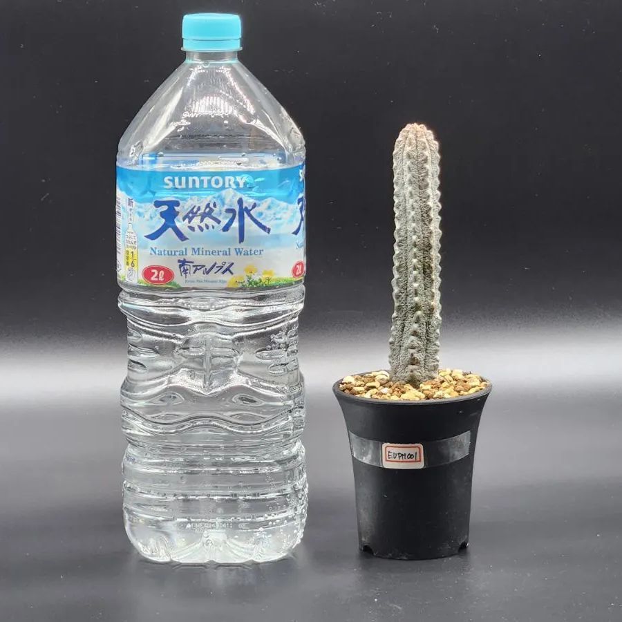 ユーフォルビア アブデルクリ 発根済み 園芸ネット本店
