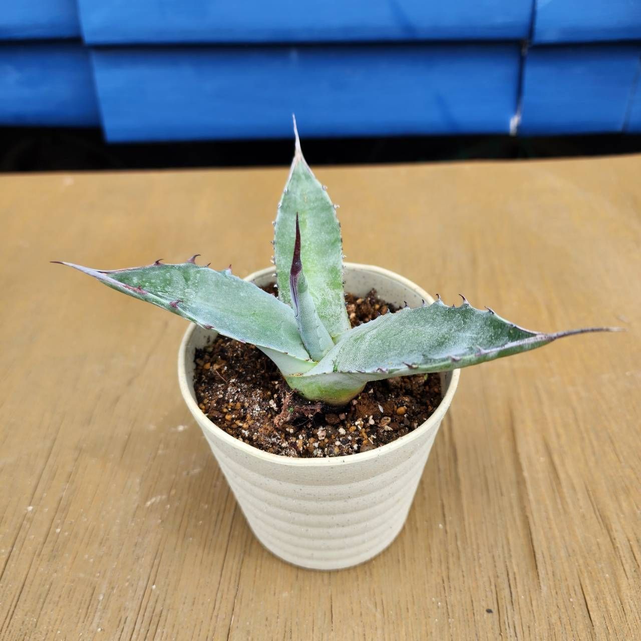 抜き苗発送】アガベ サルミアナ フェロックス Agave salmiana