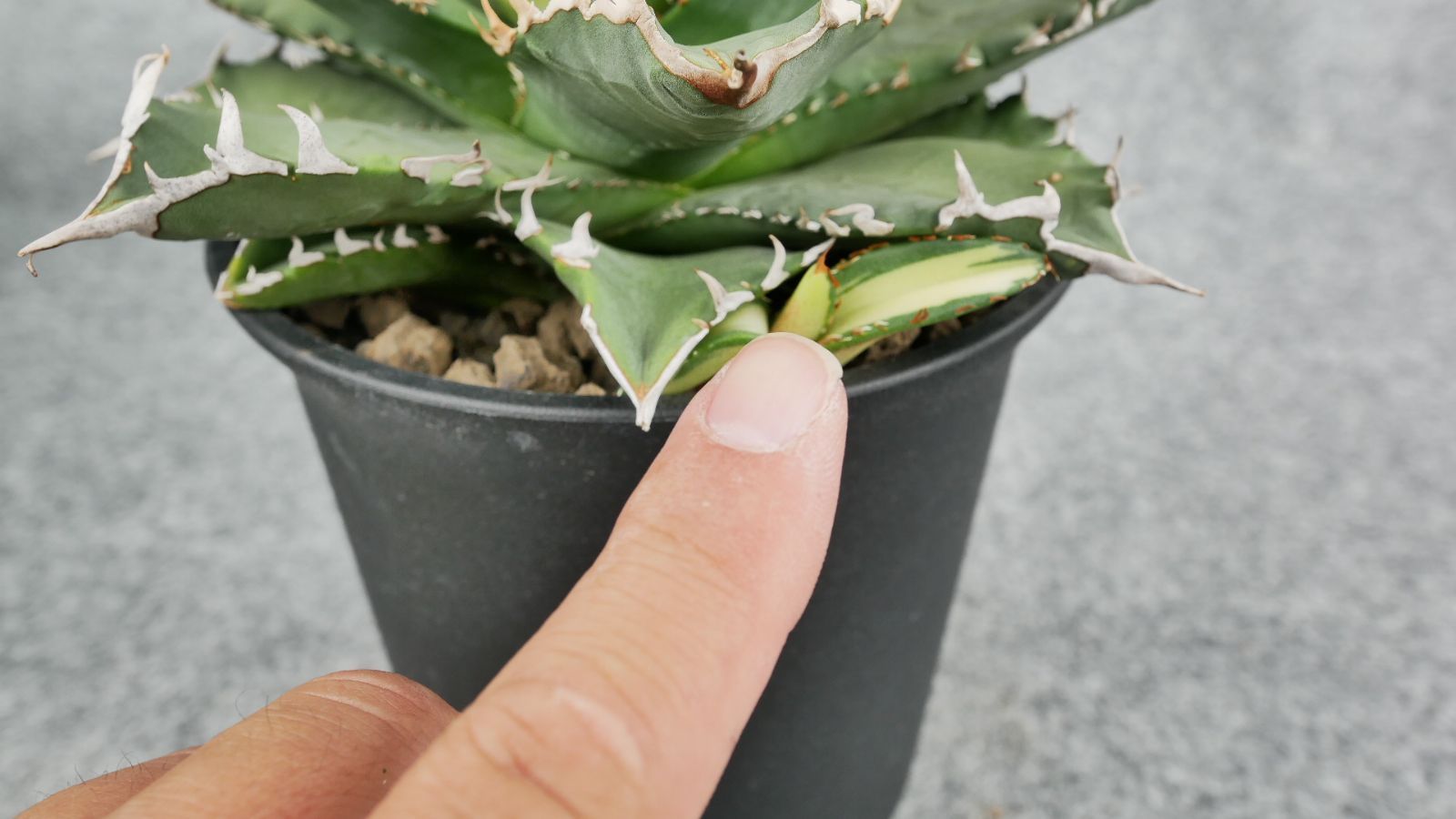 鉢ごと発送】アガベ チタノタ 夕映厳龍 / Agave Titanota