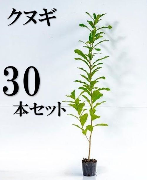 30本セット クヌギ樹高0.8m前後10.5cmポット