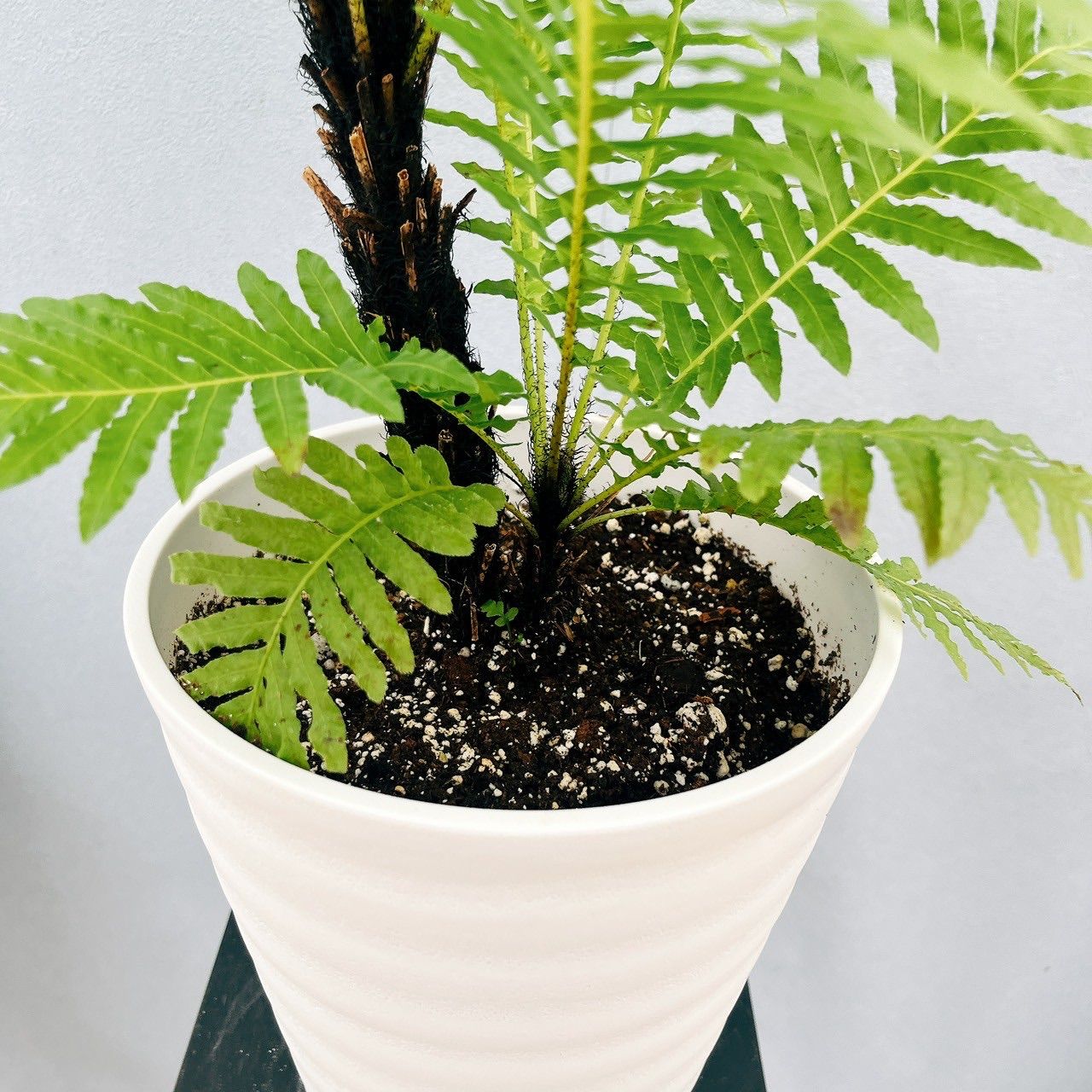 現品］55番 ブレクナム ギバム シルバーレディ 6号 観葉植物