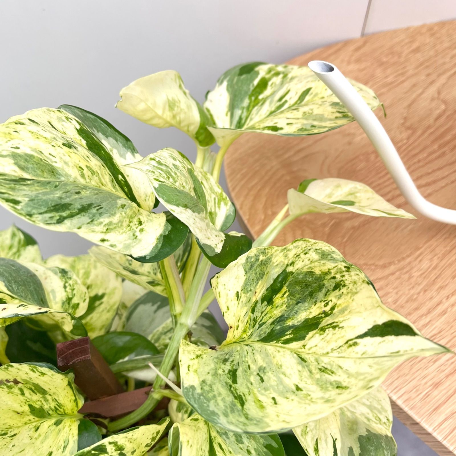 ポトス ステータス 2【現品】☆希少☆ 観葉植物 室内 7号 7号 鉢