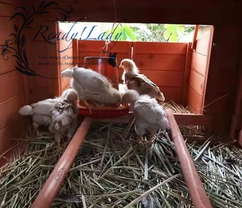 強くお勧め☆飼育ケージ 小動物 室外 天然木製 飼育ゲージ にわとり 鳥かご うさぎ小屋 鶏小屋 レース鳩 養鶏 - メルカリ