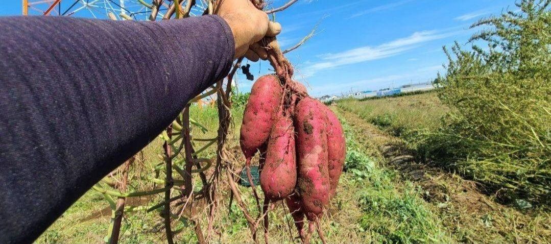 紅はるか