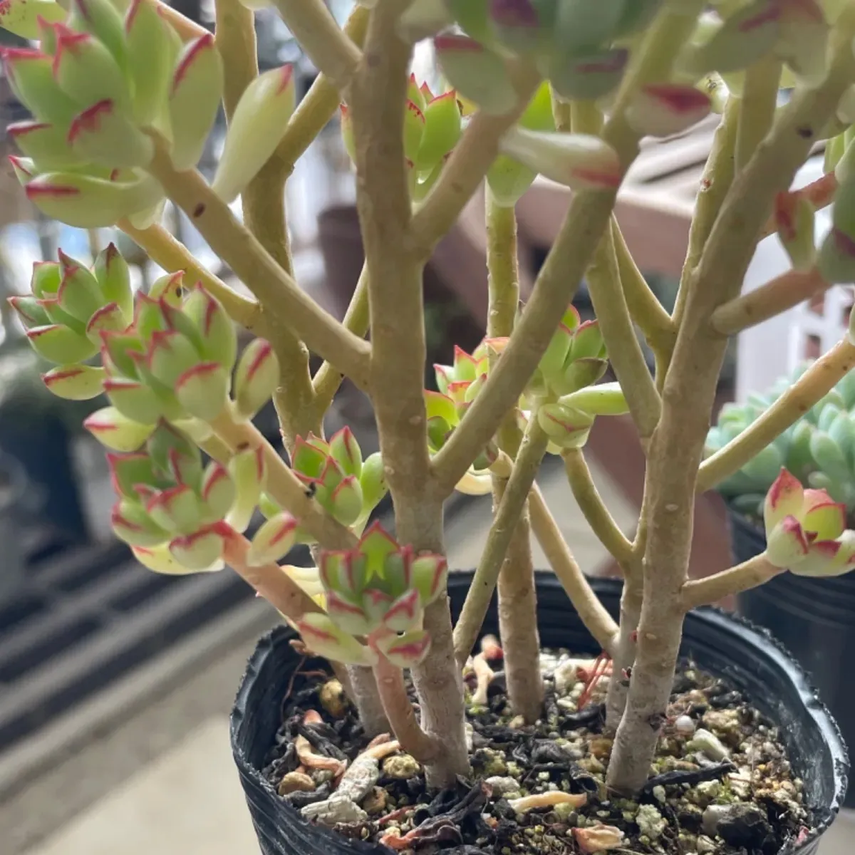 多肉植物 木立♪抜き苗 カリガン