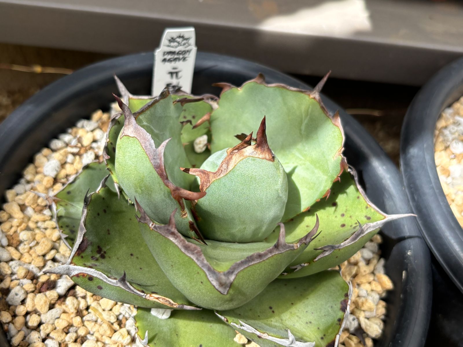 w*y様 c5 超優秀血統 激アレ台湾産 多肉植物アガベ チタノタ 毒蛇 子株 w*y様 c5 超優秀血統 激アレ台湾産 多肉植物アガベ チタノタ