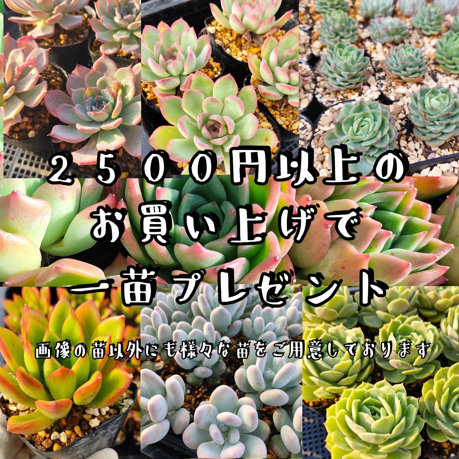 多肉植物 エケベリア コロラータタパルパ✕沙羅姫牡丹 実生 抜き苗