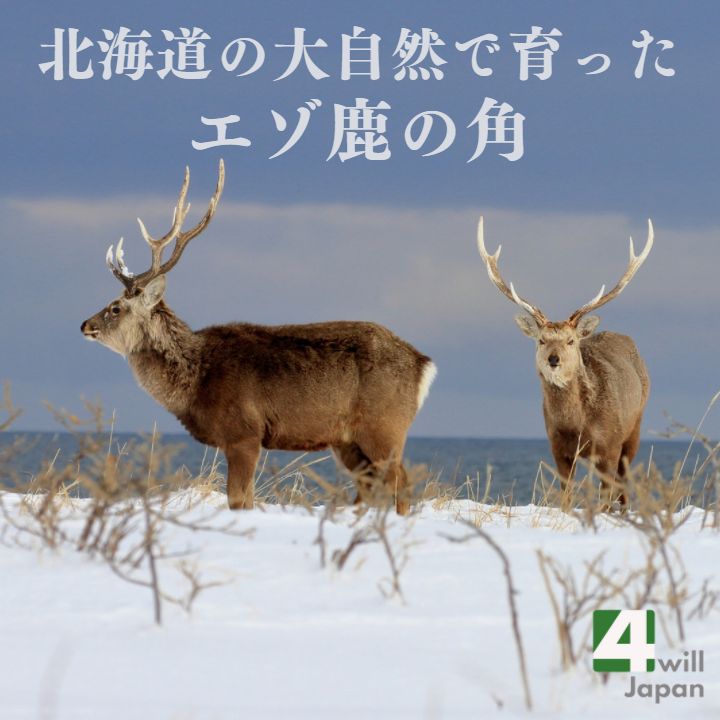 超激得安い☆北海道産 蝦夷鹿の角☆エゾシカ えぞしか オブジェ