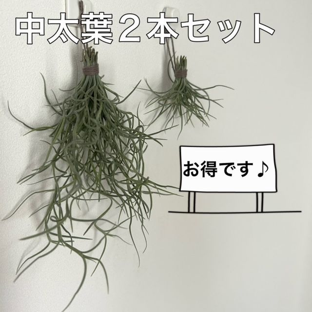 中太葉S40】ウスネオイデス スパニッシュモス エアープランツ 観葉植物