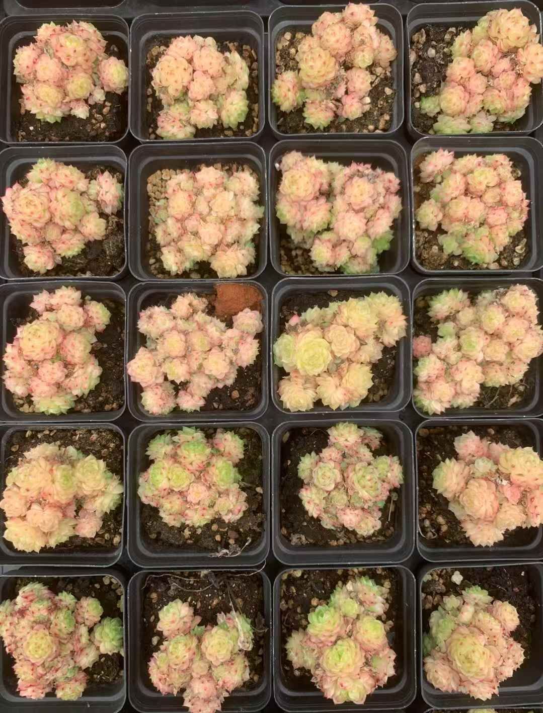 54株の抜き苗セット ピンクバブル 多肉植物 佐川急便発送 エケベリア 韓国苗 LX40 STEELWINDOWSANDDOORS_COM
