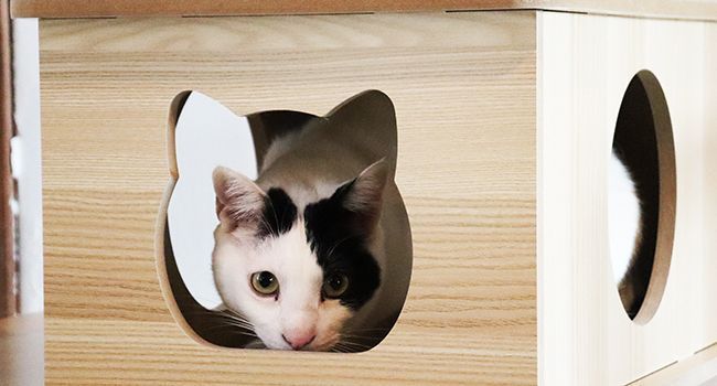 納期約７月中旬 猫家族