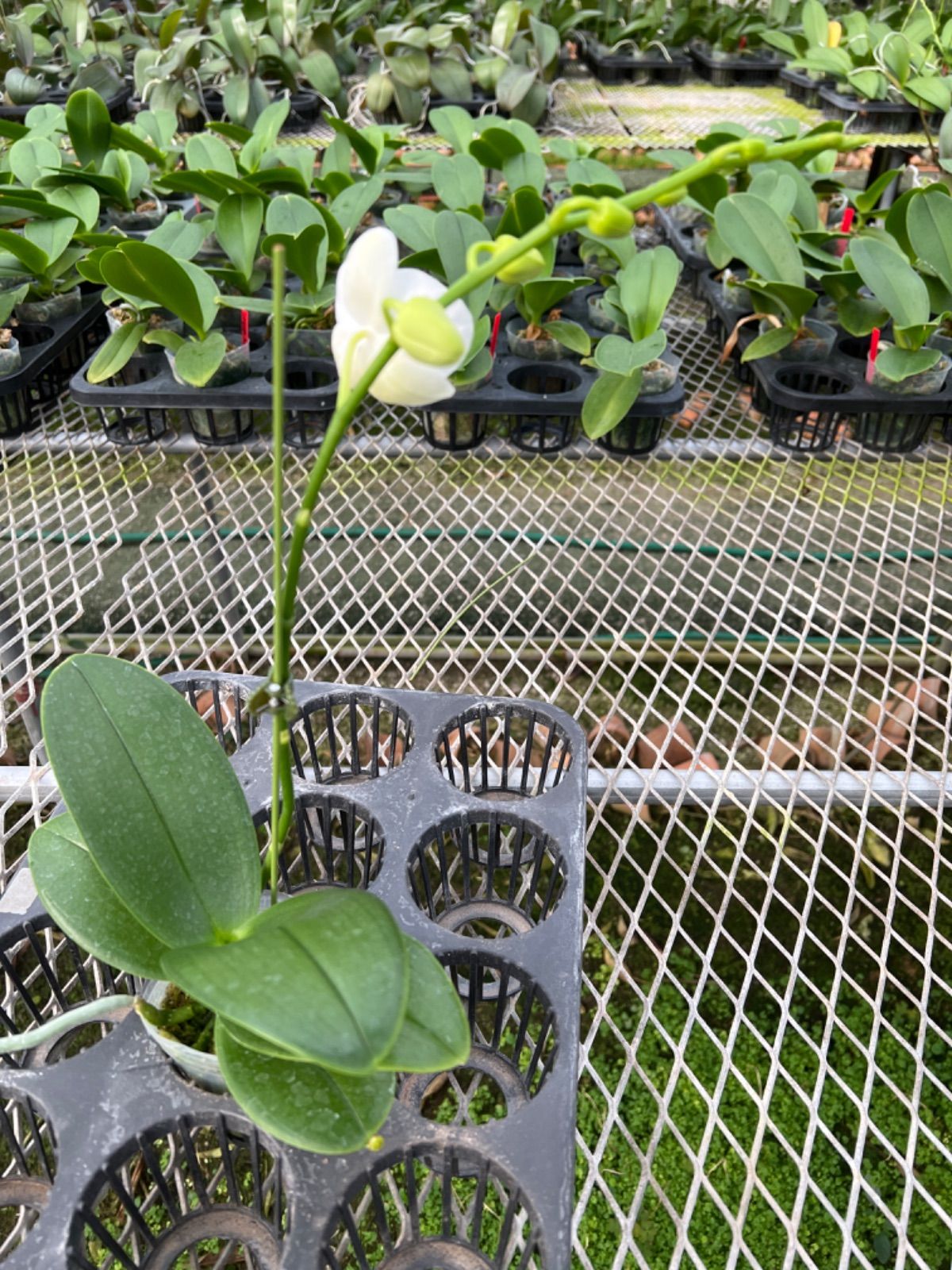 観葉植物 ちえ様 ご専用 速達料金込み | www.blackwoodaparthotel.co.tz