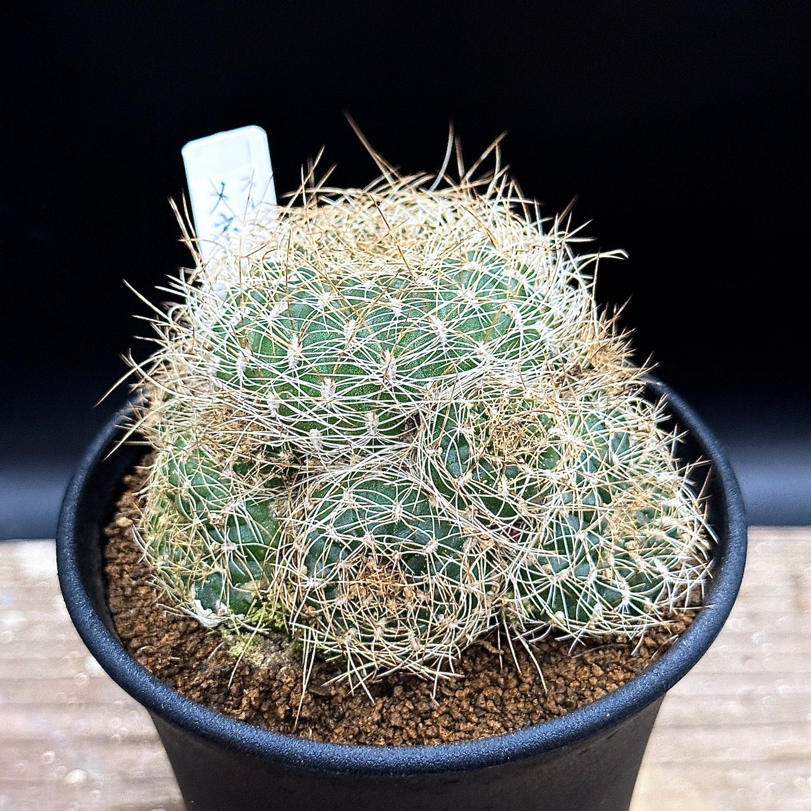 レブチア 宝山 カキコ3個♪ レブチア 宝山 カキコ3個♪ 観葉植物