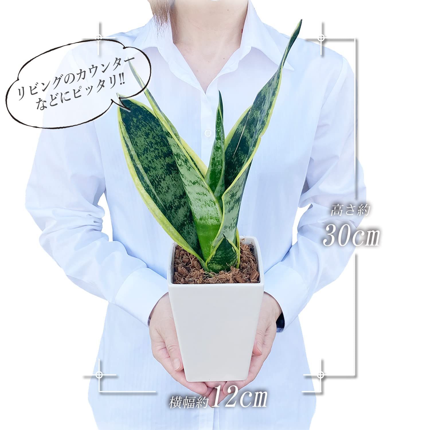 商品 虎の尾