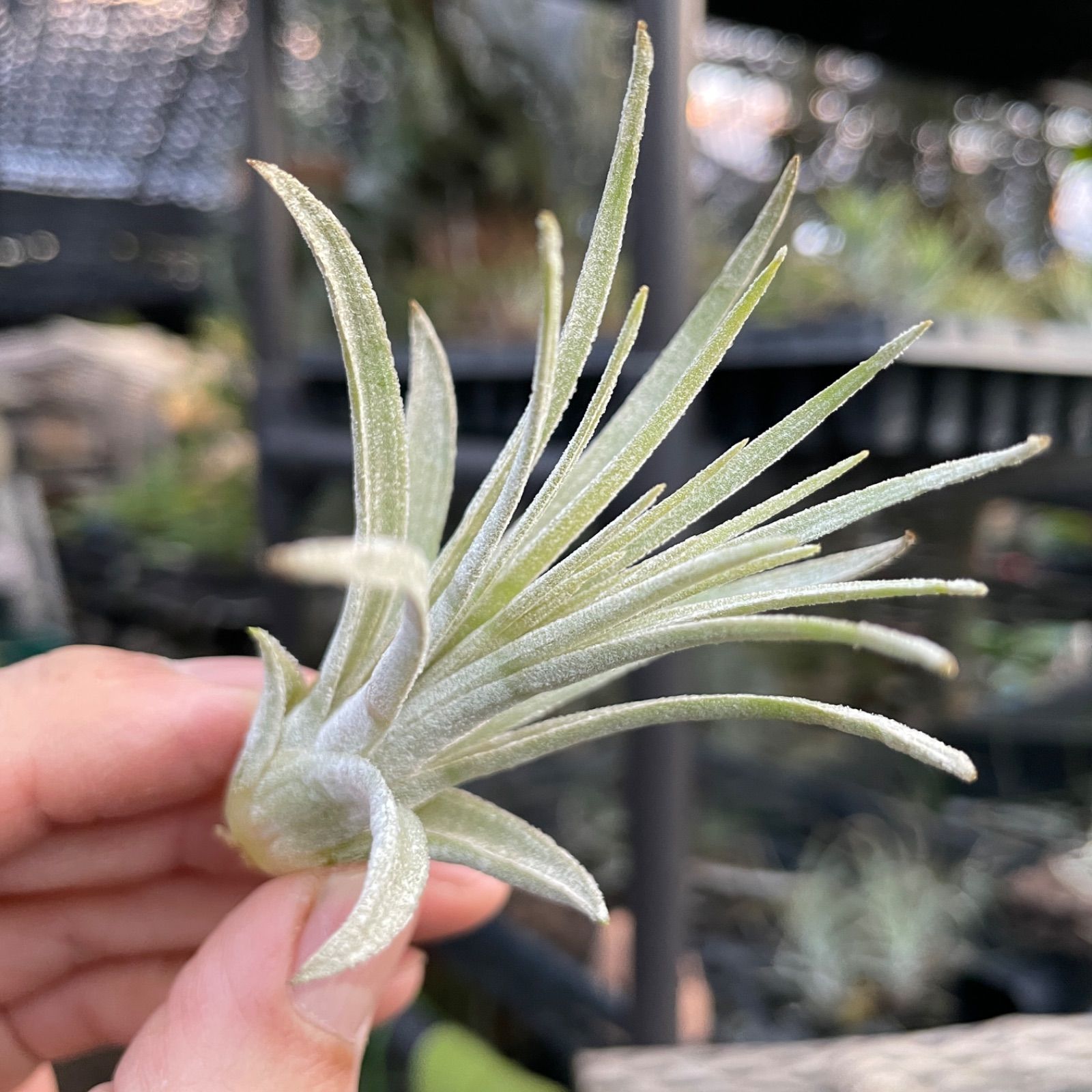 Tillandsia mauryana チランジア モーリアナ - 観葉植物