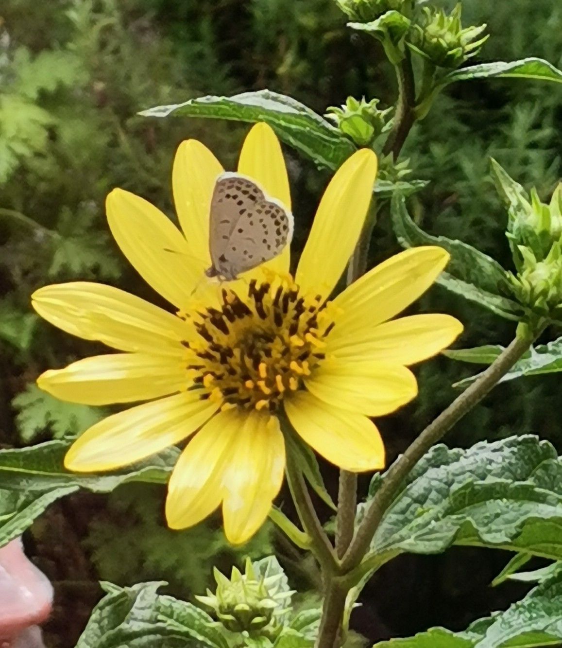 無農薬の山椒の花、花山椒 花山椒香川県産約100g無
