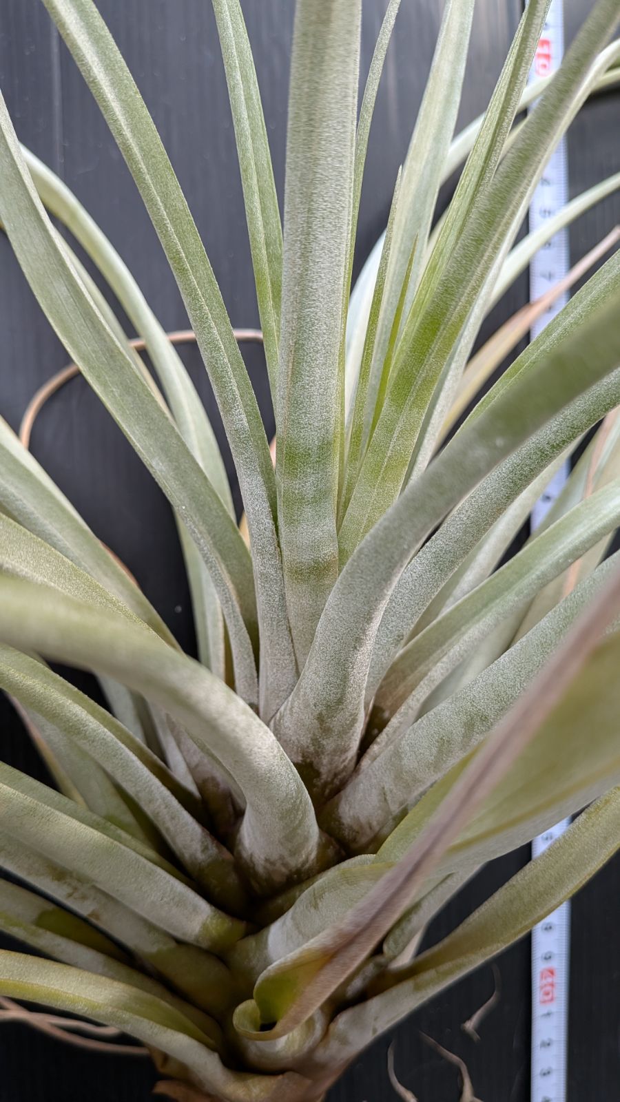 チランジア ファシクラータ v.デンシスピカ(DR) x サブテレス - メルカリ