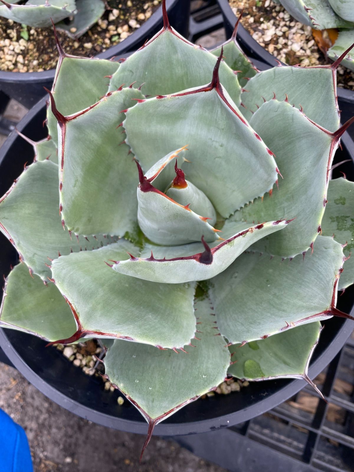 アガベ トランカータ 5号鉢つき ハンティントン型丸葉タイプ❗ 吉祥天