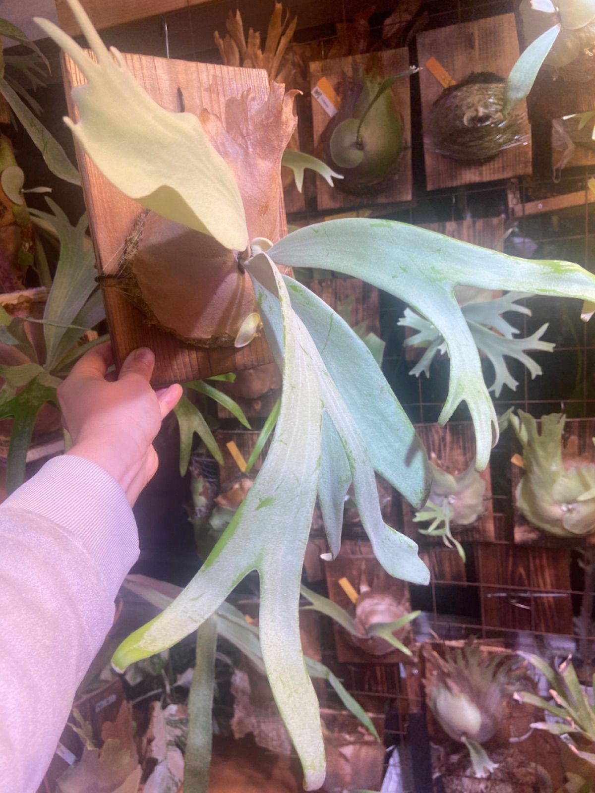ビカクシダ P. willinckii Bogor Wild親株　子株付き ウィリンキー ボゴール ワイルド (P. willinckii Bogor Wild