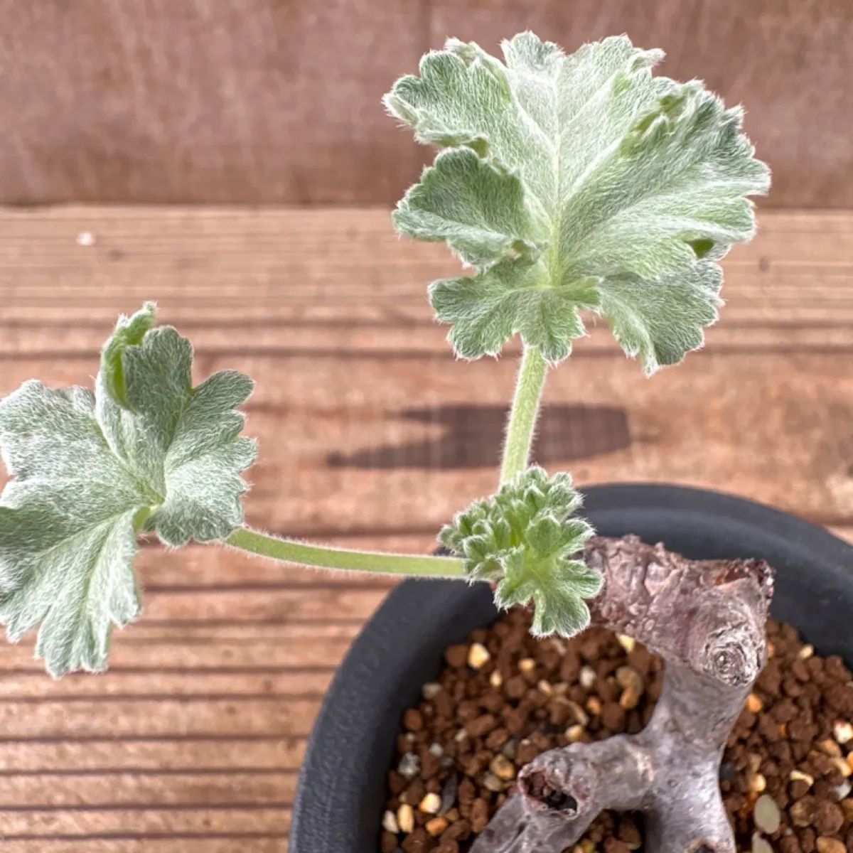 ペラルゴニウム ミラビレ② 現品 Pelargonium mirabile 観葉植物