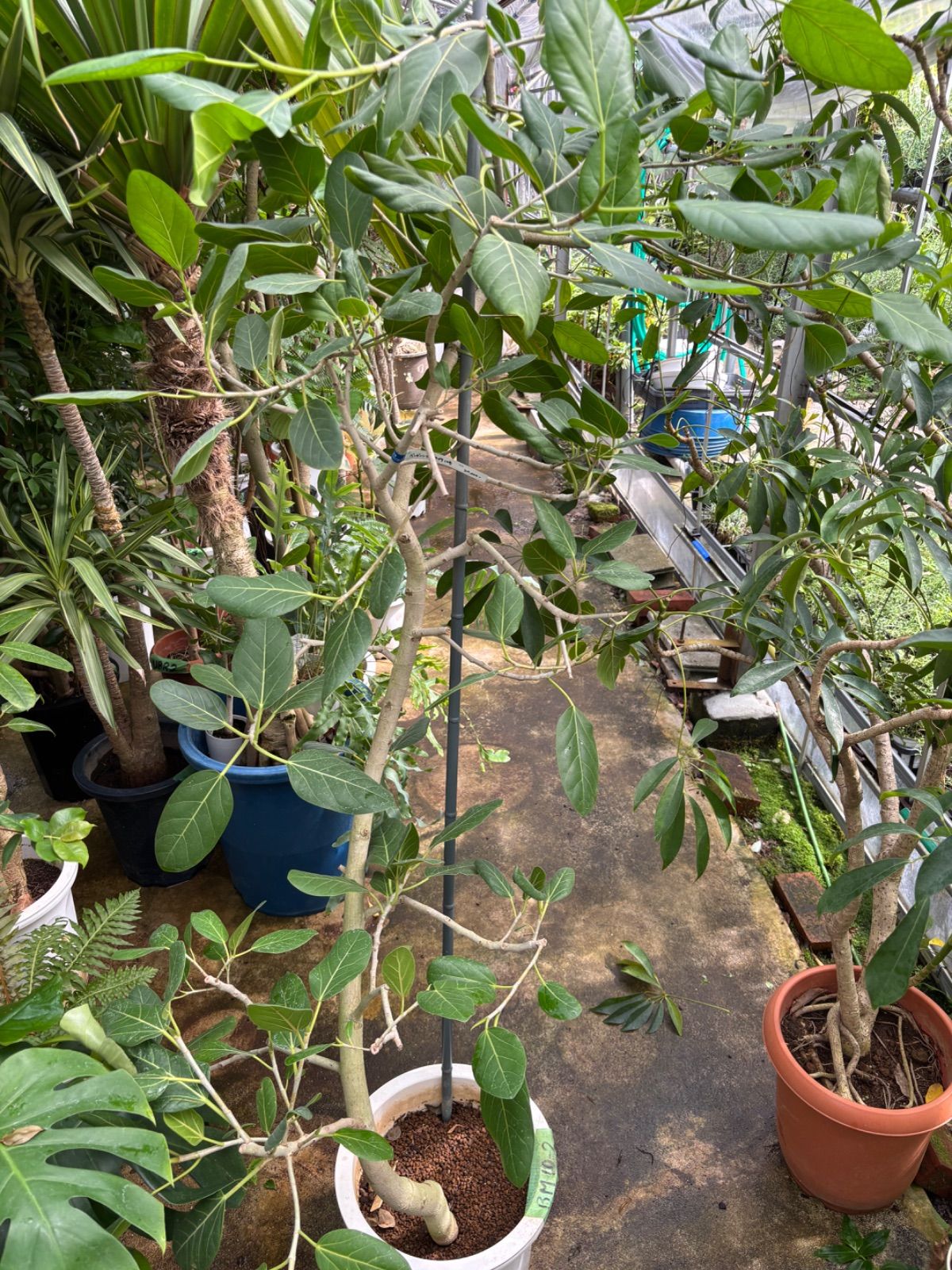 フィカス 8号鉢 曲がり 根上り ベンガレンシス 室内インテリア