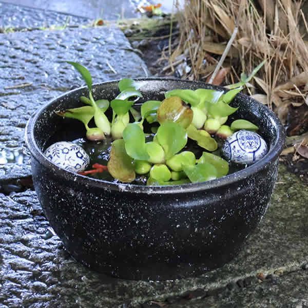 鉢　焼物　睡蓮鉢　金魚鉢 信楽焼 陶器 水鉢 メダカ鉢 金魚鉢 睡蓮鉢 黒ビードロ水鉢 su
