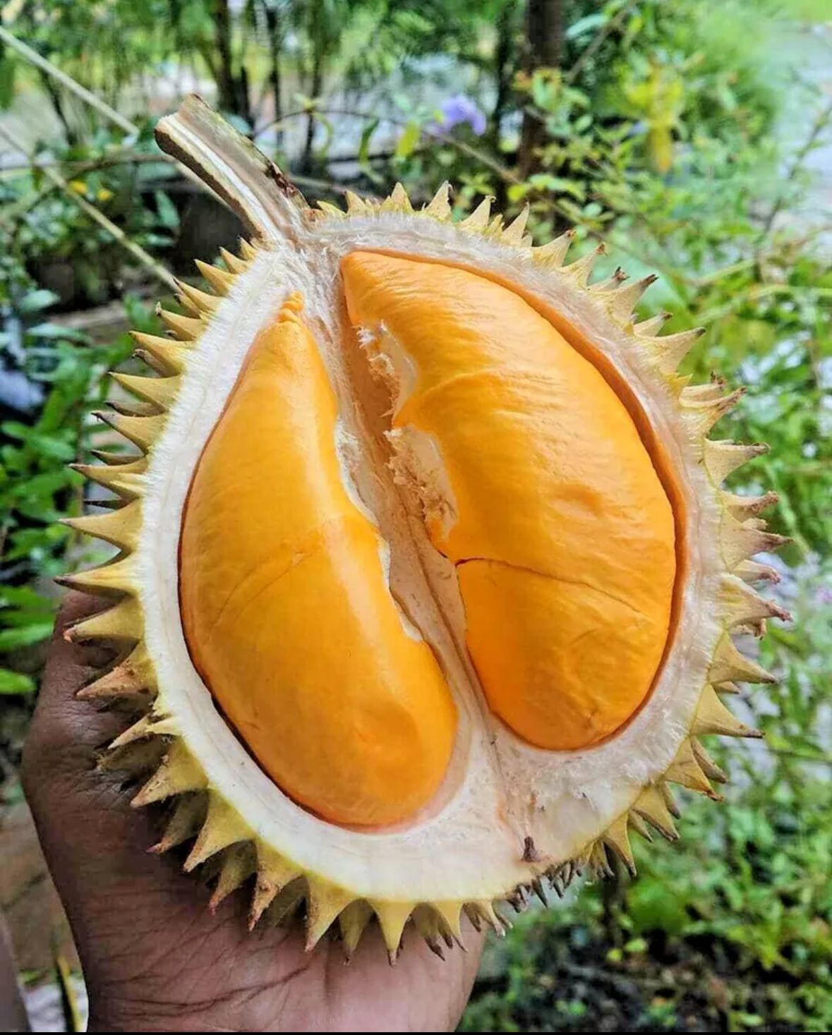 ドリアン苗Orange Durio Graveolens苗 DOG1 ドリアン苗Orange Durio