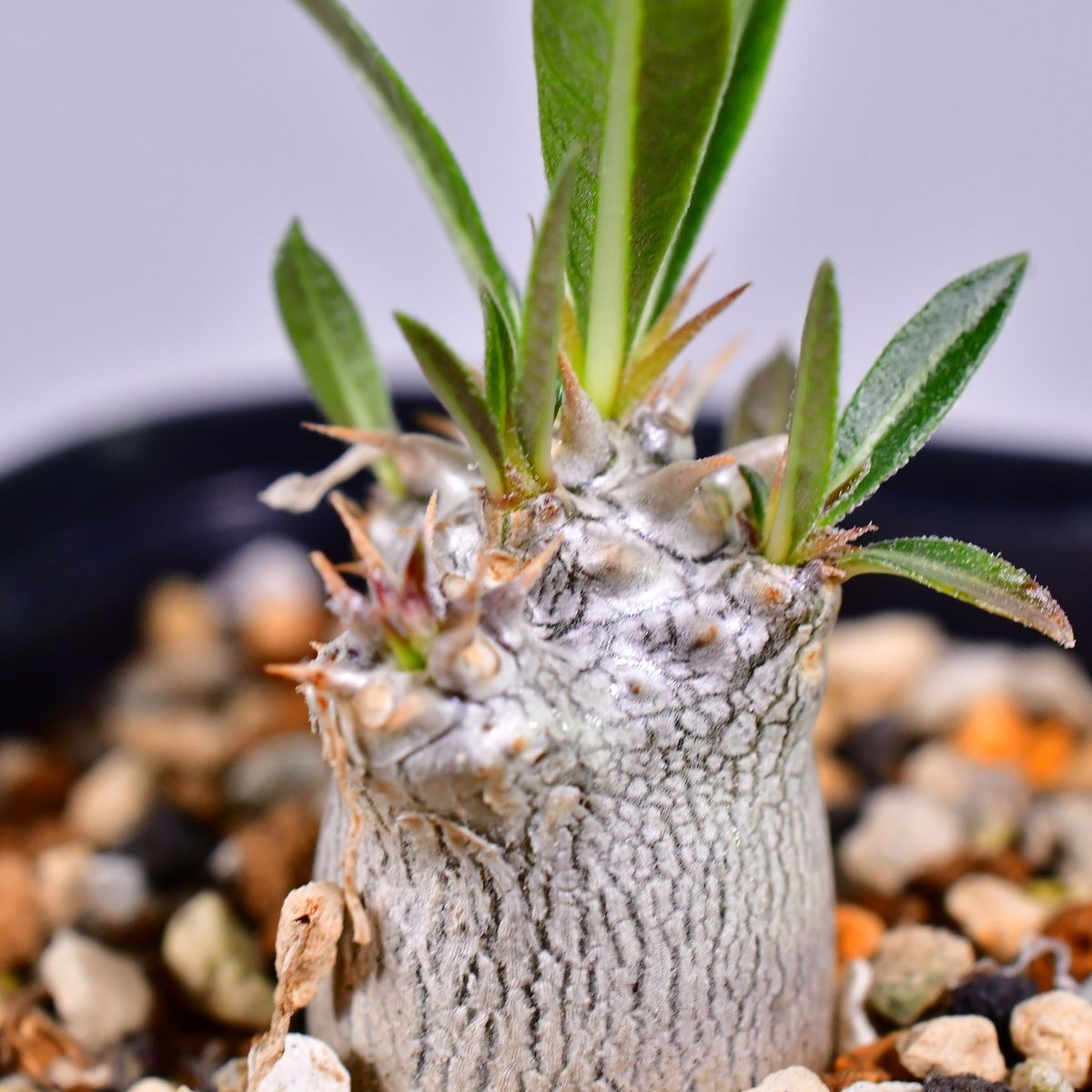 パキポディウム エブレネウム Pachypodium eburneum ③ パキポディウム エブレネウム(実生) / Pachypodium eburneum no