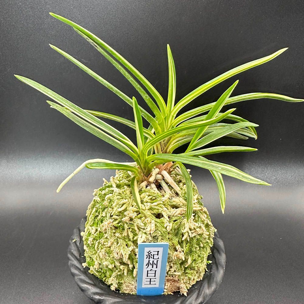 富貴蘭　白露 白露 : □ サムライ オーキッド □ 富貴蘭 セレクトショップ