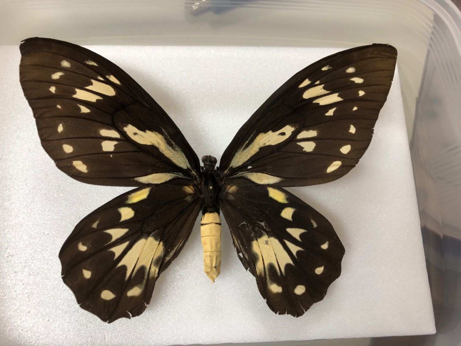 蝶の標本　トリバネチョウの世界(珍珍) 蝶の標本 トリバネチョウの世界(特珍A) 蝶の標本 トリバネチョウ