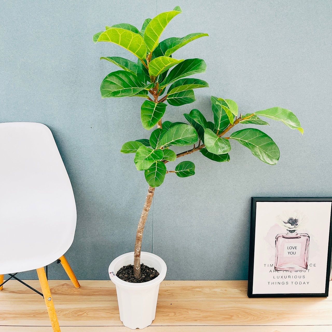 ドライガーデンの飾り等に！骨スカル ハンティングトロフィー◇アガベ