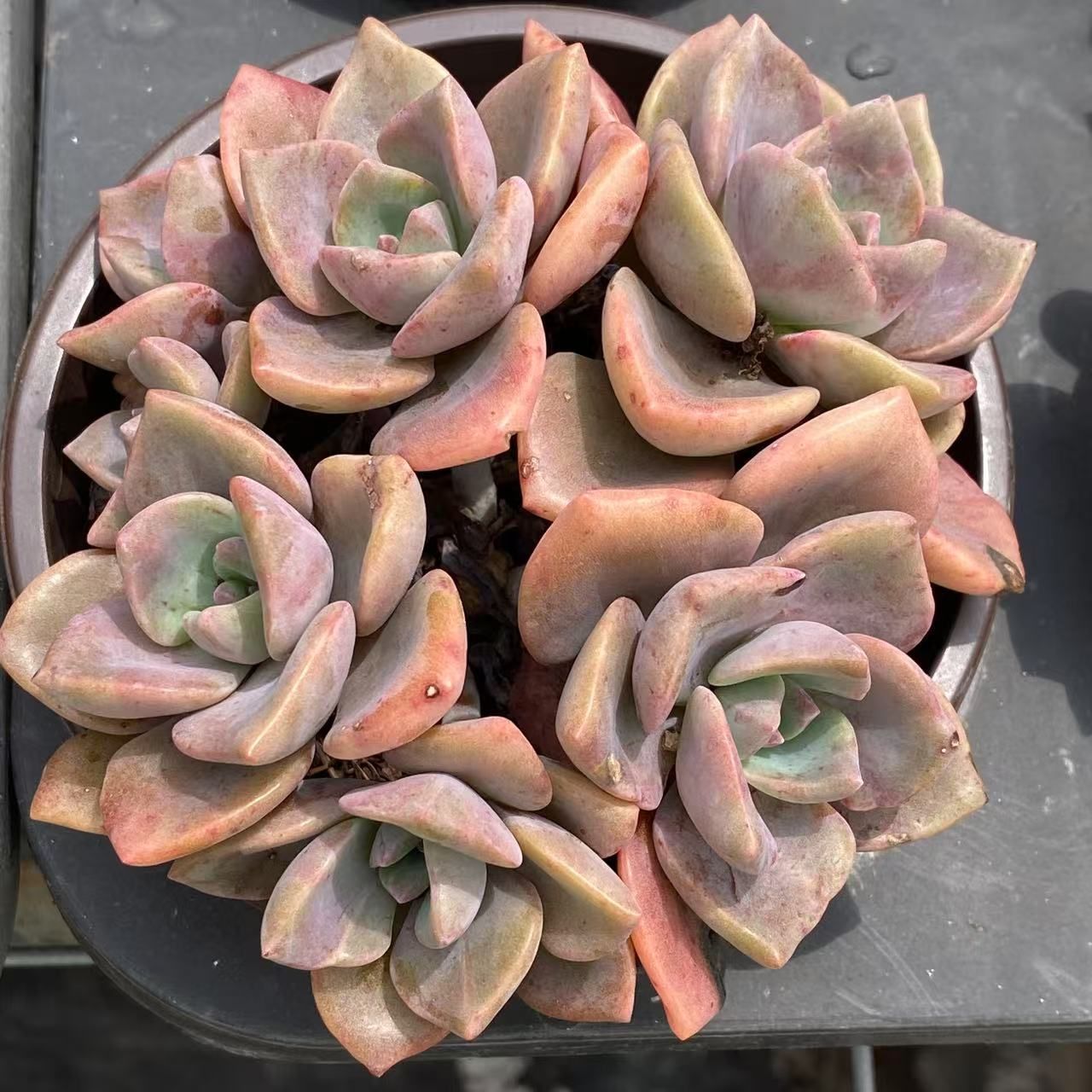 30株の抜き苗セット】 虹のキャンデー 多肉植物 佐川急便発送