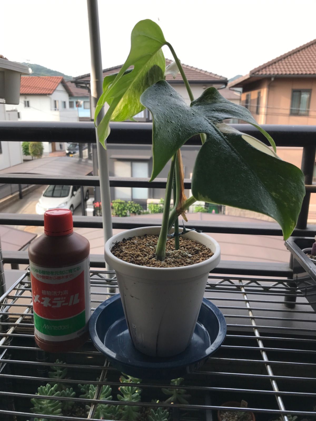 モンステラ ホワイトタイガー特大 美株 2株セット モンステラ