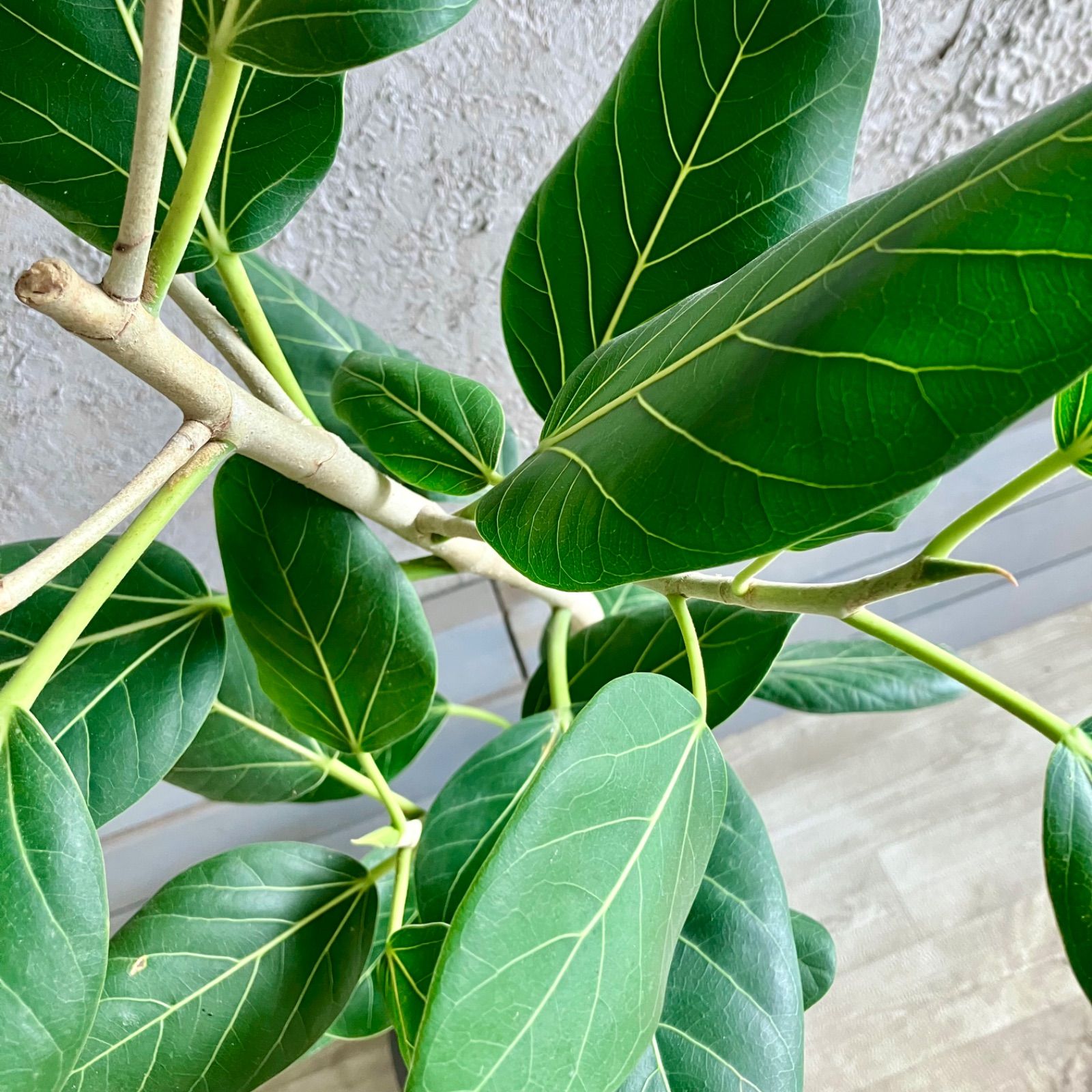 8号 テラコッタ性鉢植え