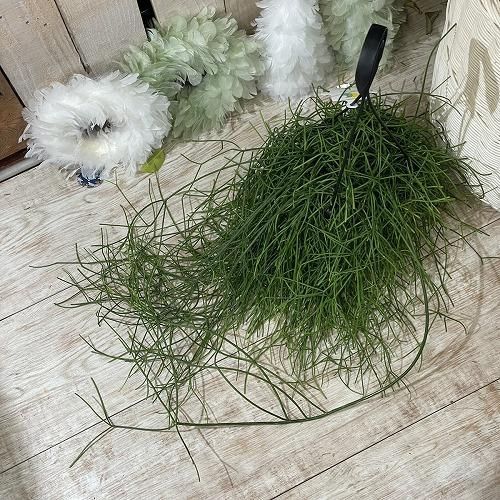 観葉植物 リプサリス カシエロ 5号吊り鉢(個体おまかせ1鉢) rhipsalis cashero ハンギング サボテン 吊るす オシャレ・育てやすい  - メルカリ