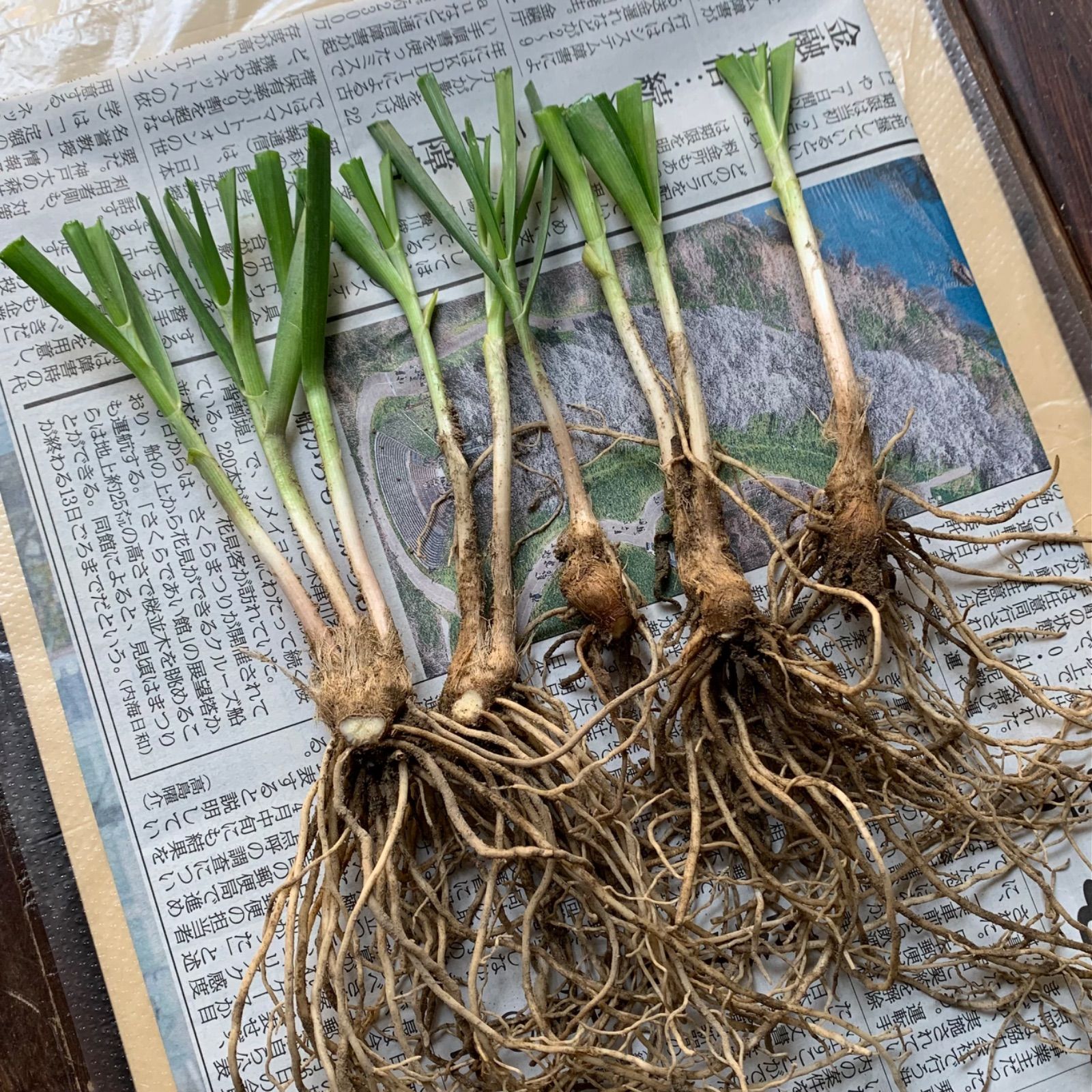 農薬不使用！根っこ付きニラ苗 約45-50g 新品 - メルカリ