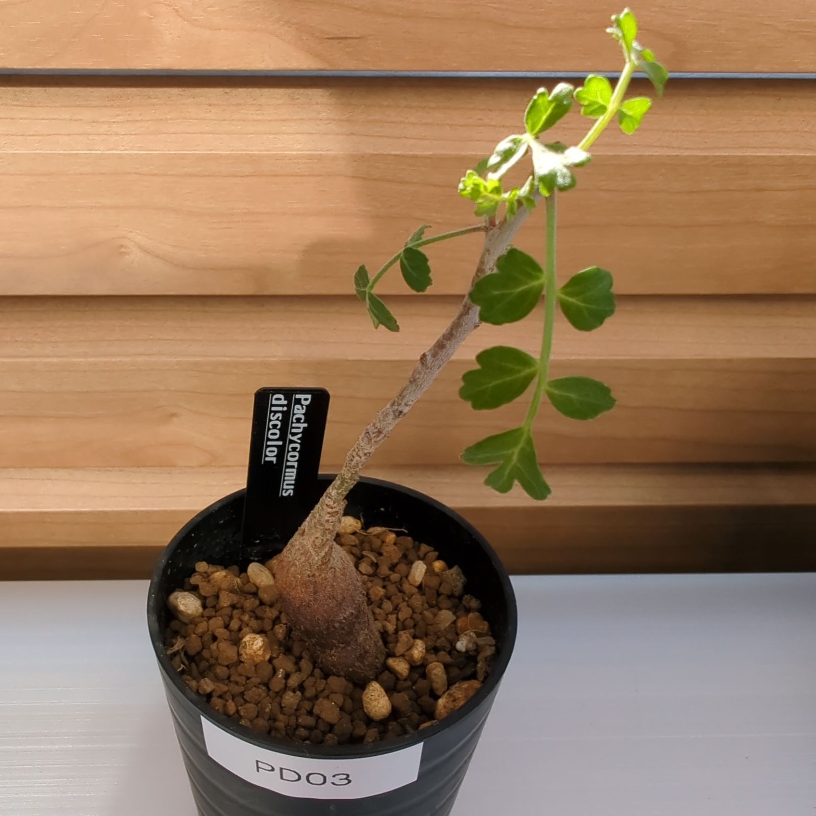 パキコルムスディスカラー　(象の木) 鉢ごと配送 パキコルムスディスカラー (象の木) 鉢ごと配送 - メルカリ