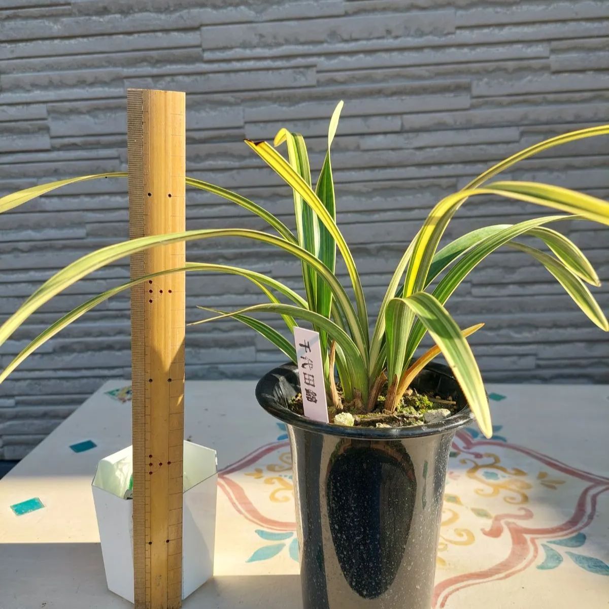 キンリョウヘン原種　3鉢セット キンリョウヘン原種 千代田錦 - メルカリ