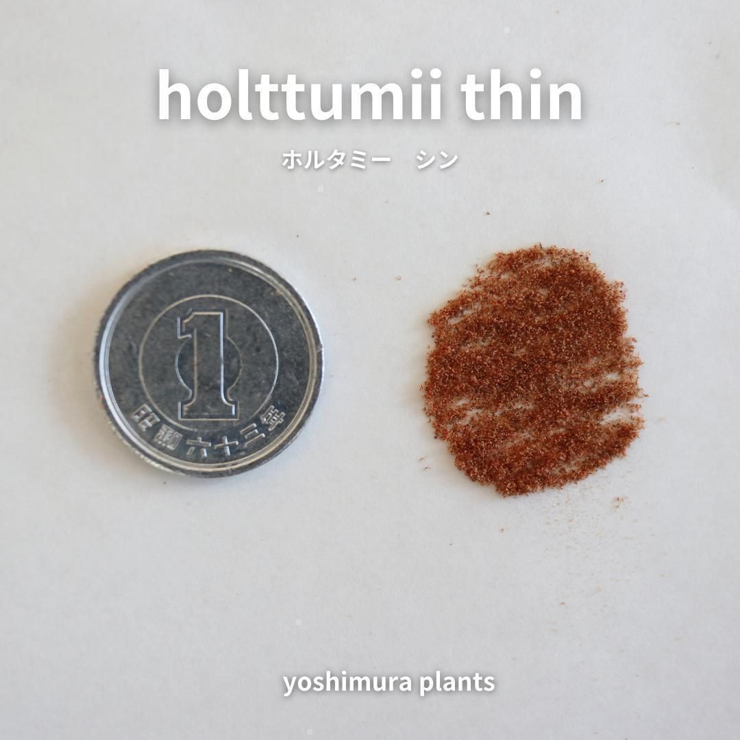 胞子] holttumii thin ホルタミー シン ビカクシダ - メルカリ
