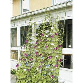 緑のカーテン 3m伸縮ワイド1800 35530 第一ビニール