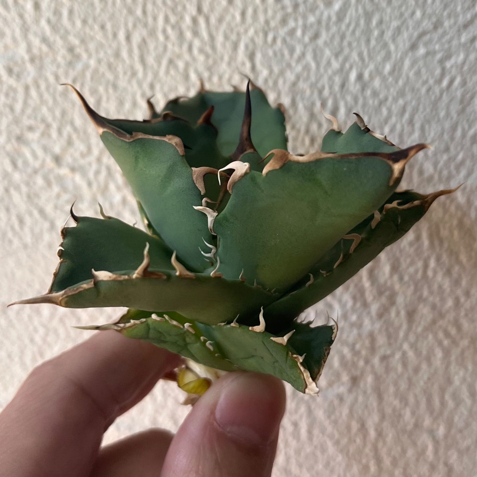 Agave titanota mad ball 02【兄弟株画像あり】 アガベ チタノタ