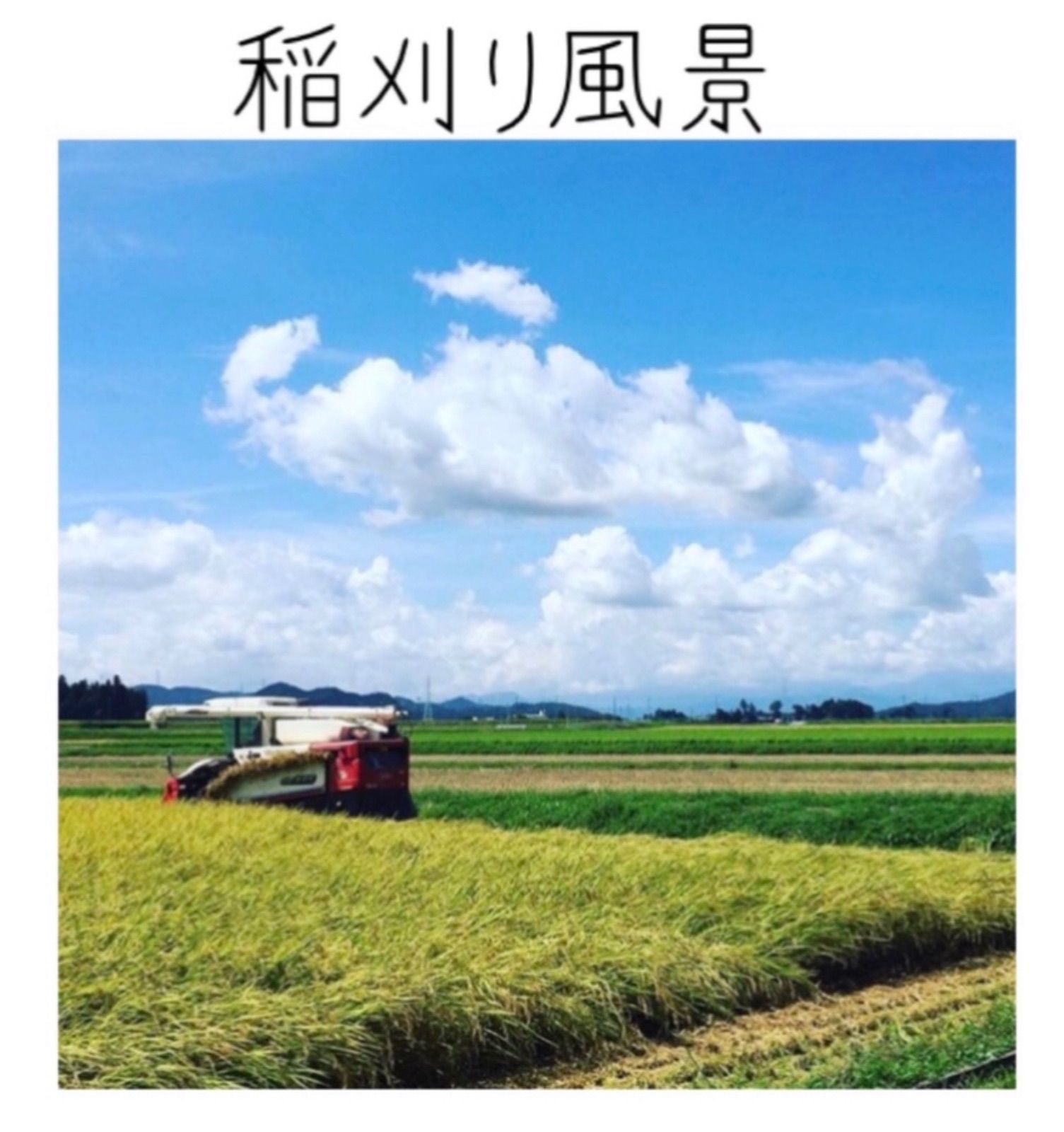 こしひかり　玄米３０kg　山間地栽培米 コシヒカリ玄米30kg」の人気商品一覧 | 安い商品を通販サイト