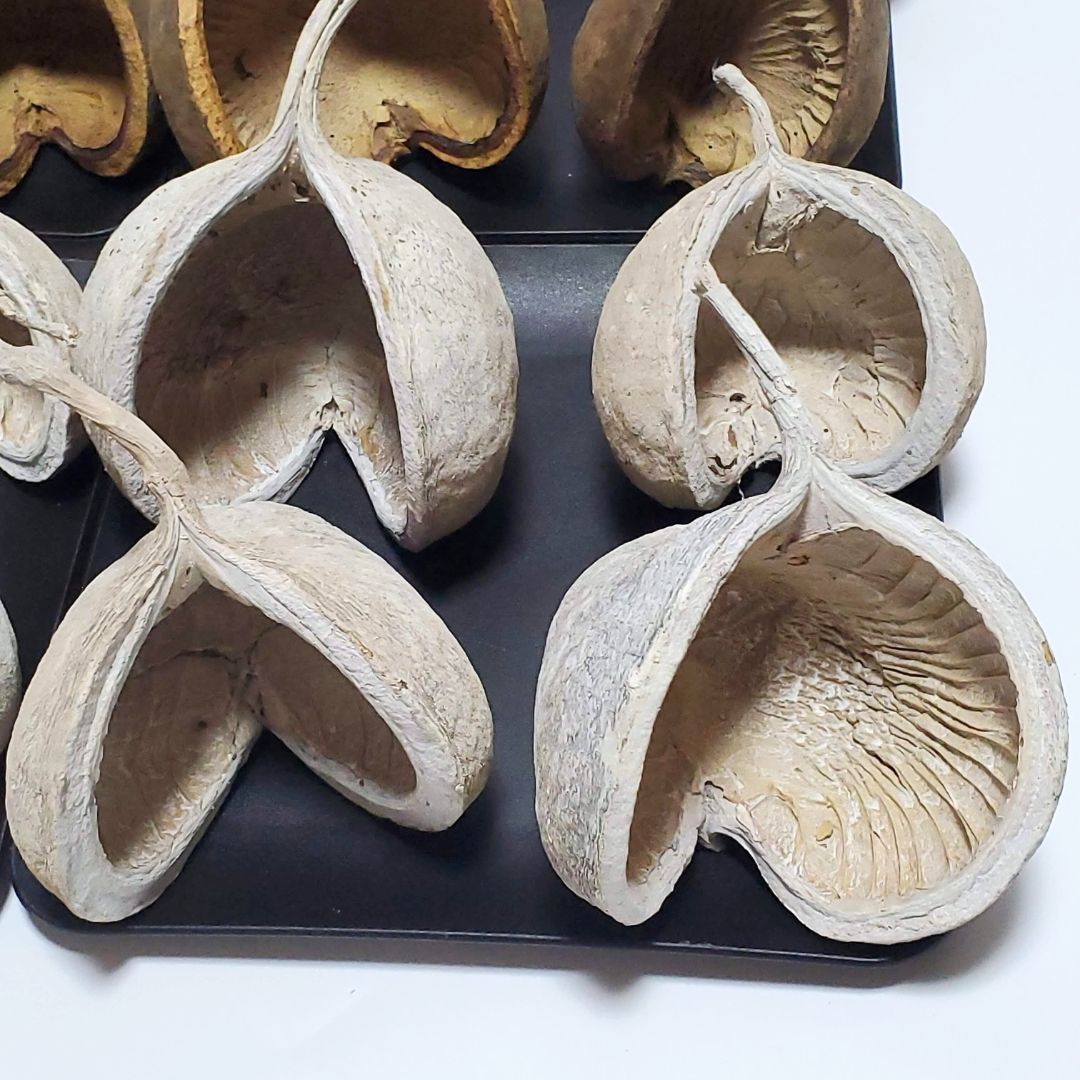 ブッダナッツ 割引有 16個セット L ウォッシュホワイト＆ナチュラル 大地農園 ハンドメイド花材 花材 クリスマス ウエルカムスペース ウェディング 贈り物 プレゼント 飾り物 インテリア花材